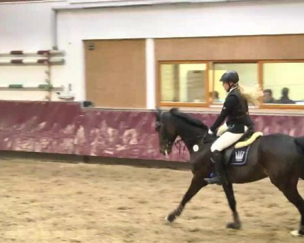 Springturnier Reiterhof Laurent 2015