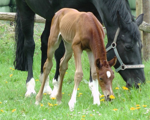 dressage horse Dilara-Riella (Hanoverian, 2015, from Danciano)