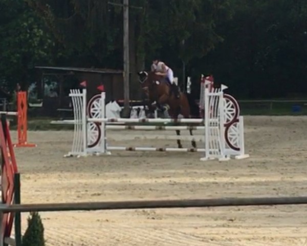 jumper Careful 73 (Holsteiner, 2009, from Clarimo Ask)