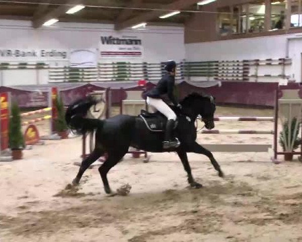 Springturnier Reiterhof Laurent 2015