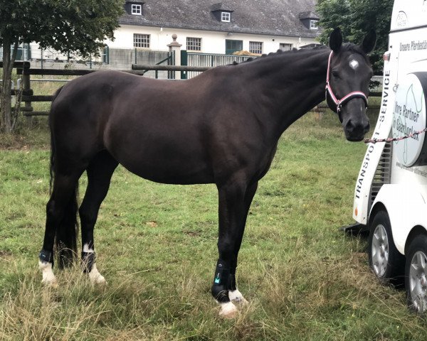 Springpferd Tip Top 33 (Deutsches Reitpony, 2013, von Top Berlin)
