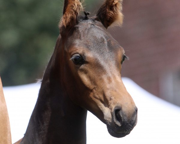 Pferd Florenciano Royal L (Westfale, 2020, von For Gold OLD)