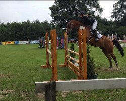 jumper Tabu 27 (German Sport Horse, 2015, from Taloubet Z)
