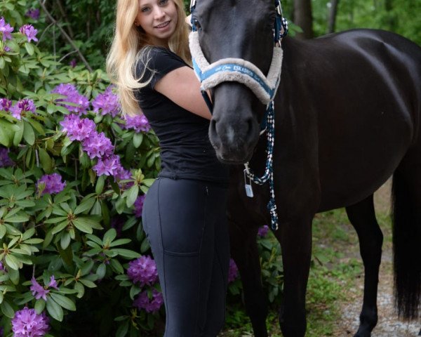 Pferd Ashaya Baby (Westfale, 2015, von All At Once)