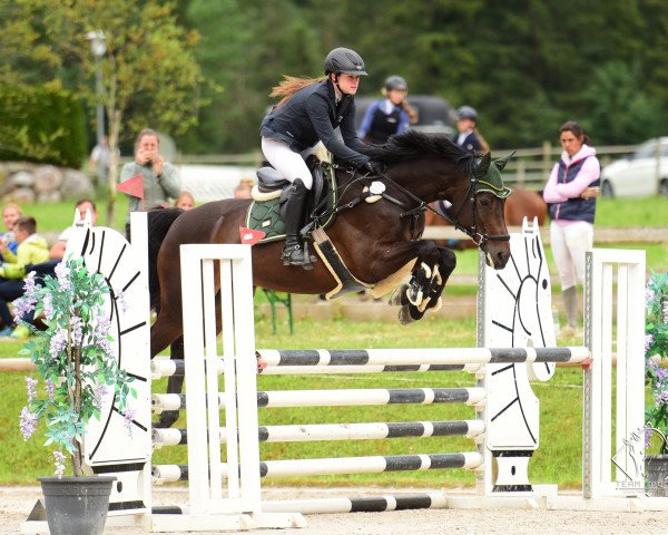 broodmare Wodka Lady O.k. (German Sport Horse, 2010, from Contenaro)