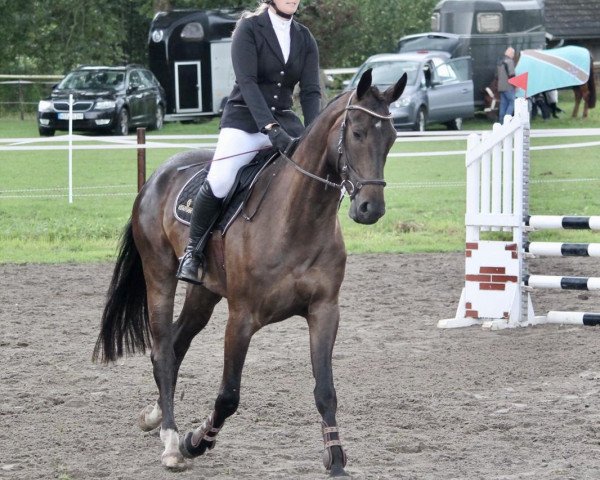jumper Enjoy Festiwal WS (Hanoverian, 2014, from Embassy I)