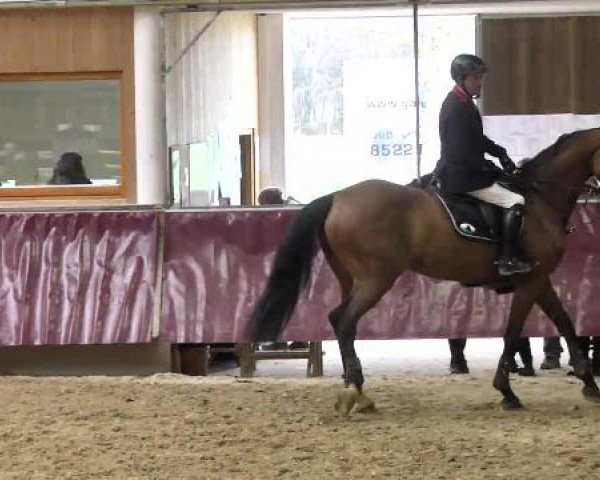 Springturnier Reiterhof Laurent 2015