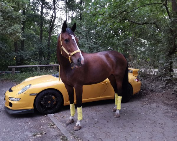 Pferd Daylight (Hannoveraner, 2004, von De Niro)