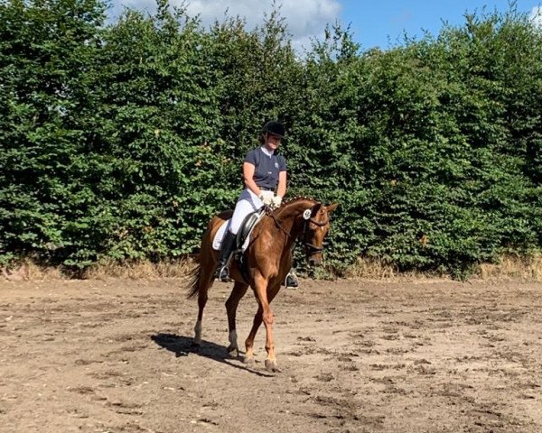dressage horse E'Dalia (Westphalian, 2014, from Don Giovanni 114)