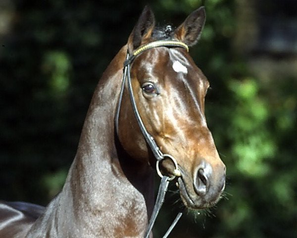 stallion Cordobes I (Holsteiner, 1995, from Contender)