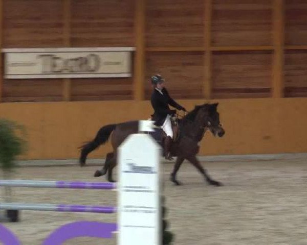 Hallenspringturnier Xanten - Reitanlage Miß 2015