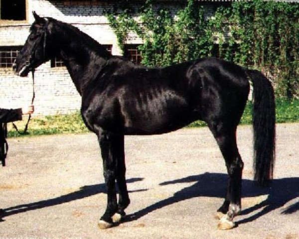 stallion Dragun (Trakehner, 1981, from Galop)