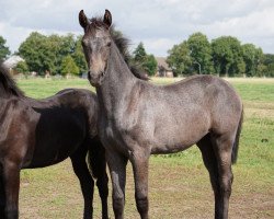 Pferd Saphira (Oldenburger, 2020, von De Royal)