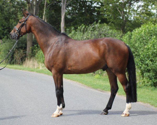 horse Pearl's Boy (Westphalian, 2012, from Potential)