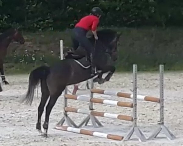 jumper Freia-Conbrisca (Holsteiner, 2013, from Connor 48)
