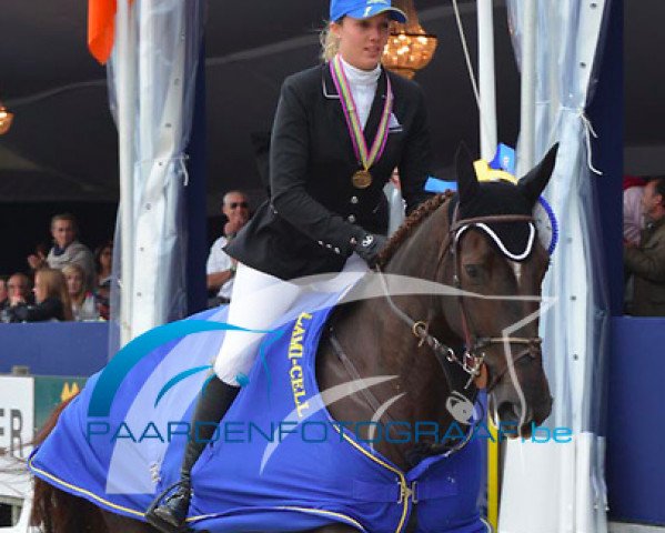 jumper Atlantic du Seigneur (Belgium Sporthorse, 2006, from Schilling) jumper Atlantic du Seigneur (Belgium Sporthorse, 2006, from Schilling)