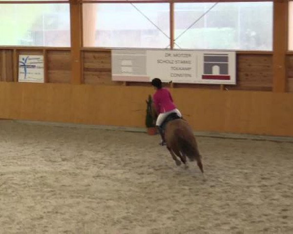 Hallenspringturnier Xanten - Reitanlage Miß 2015