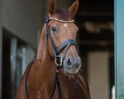 dressage horse Just Dance 13 (Hanoverian, 2014, from Jazz)