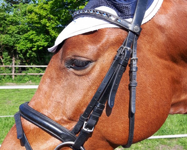 Springpferd Celodi (Westfale, 2011, von Christoph Columbus)