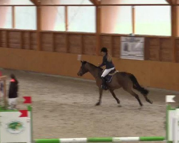 Hallenspringturnier Xanten - Reitanlage Miß 2015
