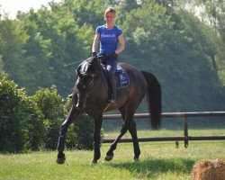 jumper Special Star (KWPN (Royal Dutch Sporthorse), 2014, from Mtf Starpower)