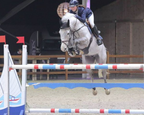 jumper Quite Confident T (Swedish Warmblood, 2006, from Quite Capitol)