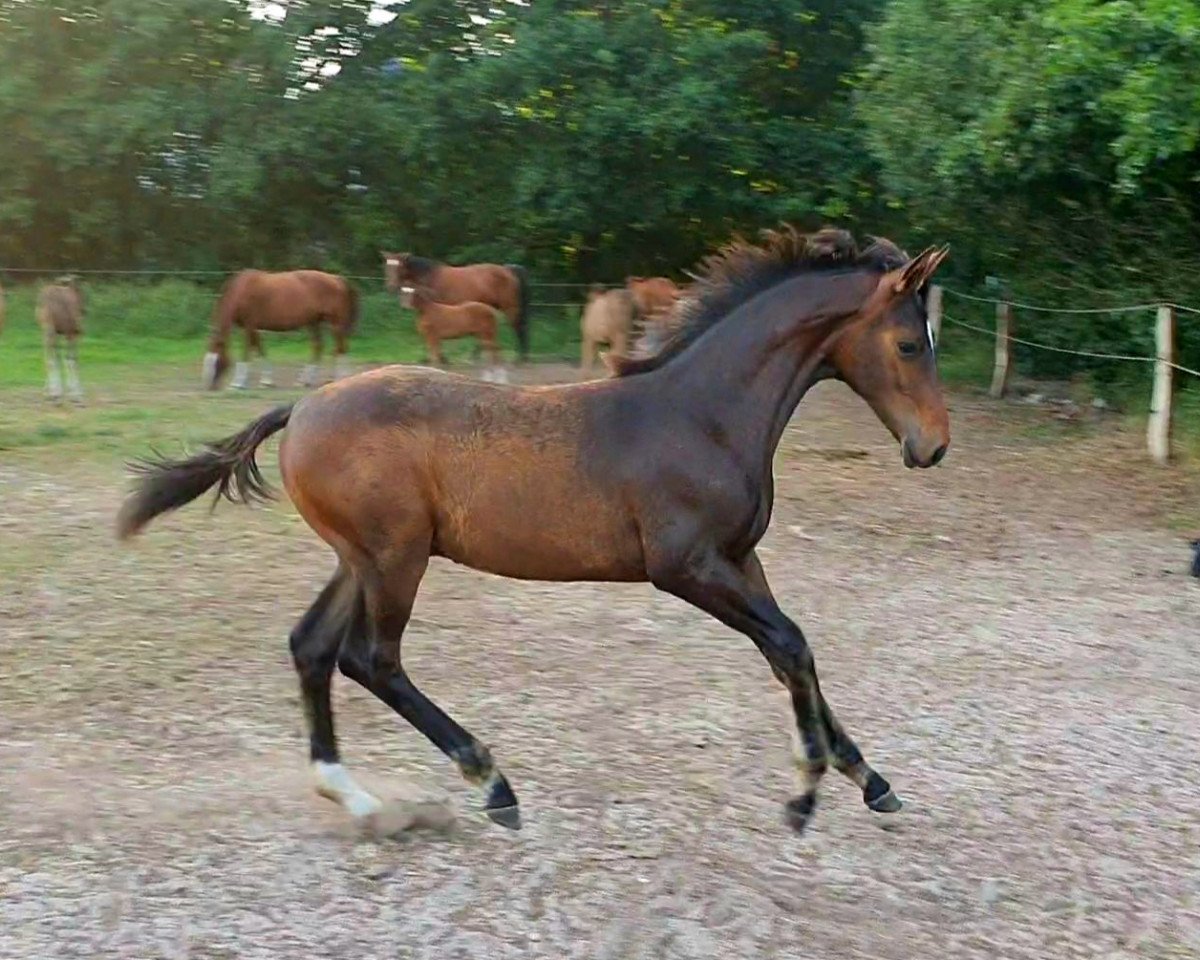 horse Hengst von High Motion x De Niro (Oldenburg, 2019, from High Motion 2)