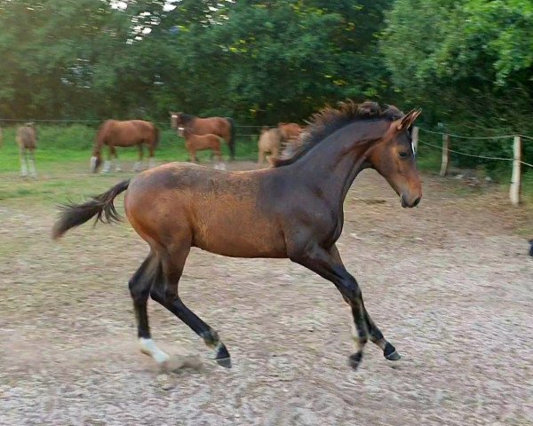 horse Hengst von High Motion x De Niro (Oldenburg, 2019, from High Motion 2)