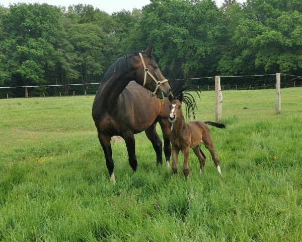 dressage horse Löwenherz (Oldenburg, 2020, from Libertad FRH)