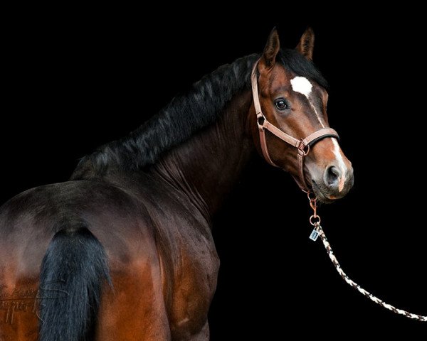 dressage horse Call-Me-Casanova (Westphalian, 2016, from Cesco MH)