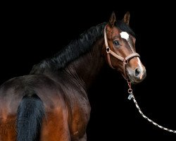 dressage horse Call-Me-Casanova (Westphalian, 2016, from Cesco MH)