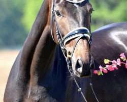 Cavallo da Dressage Evita 477 (Oldenburger, 2015, di Fürstenball)