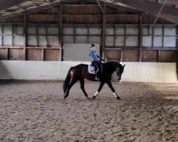 horse Lucy 822 (German Warmblood, 2013, from Genesis)