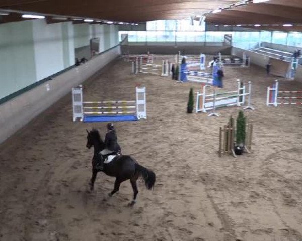 Hallen-Dressur- und Springturnier Iserlohn 2015