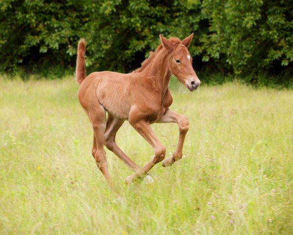 horse México Maria (German Warmblood, 2020, from Manchester van't Paradijs)