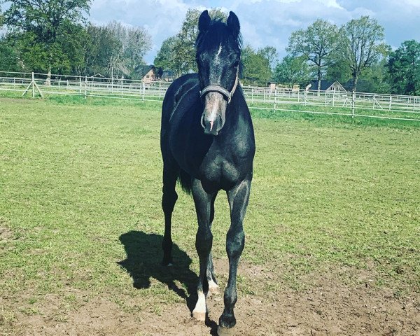 horse Carlyle (Holsteiner, 2018, from Cordess 2)