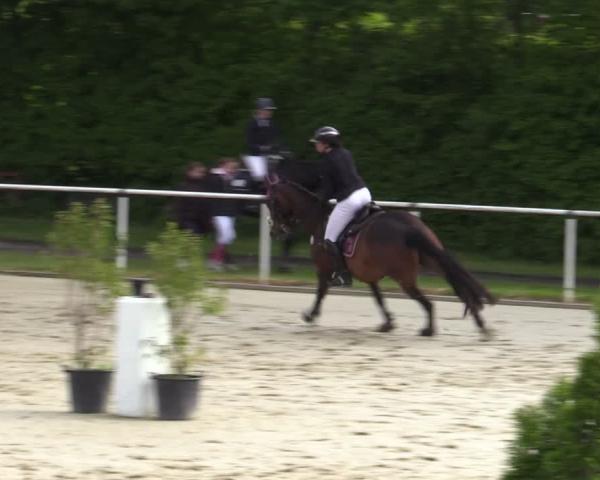 Torneo Equestre Ostenfelde-Vornholz 2026