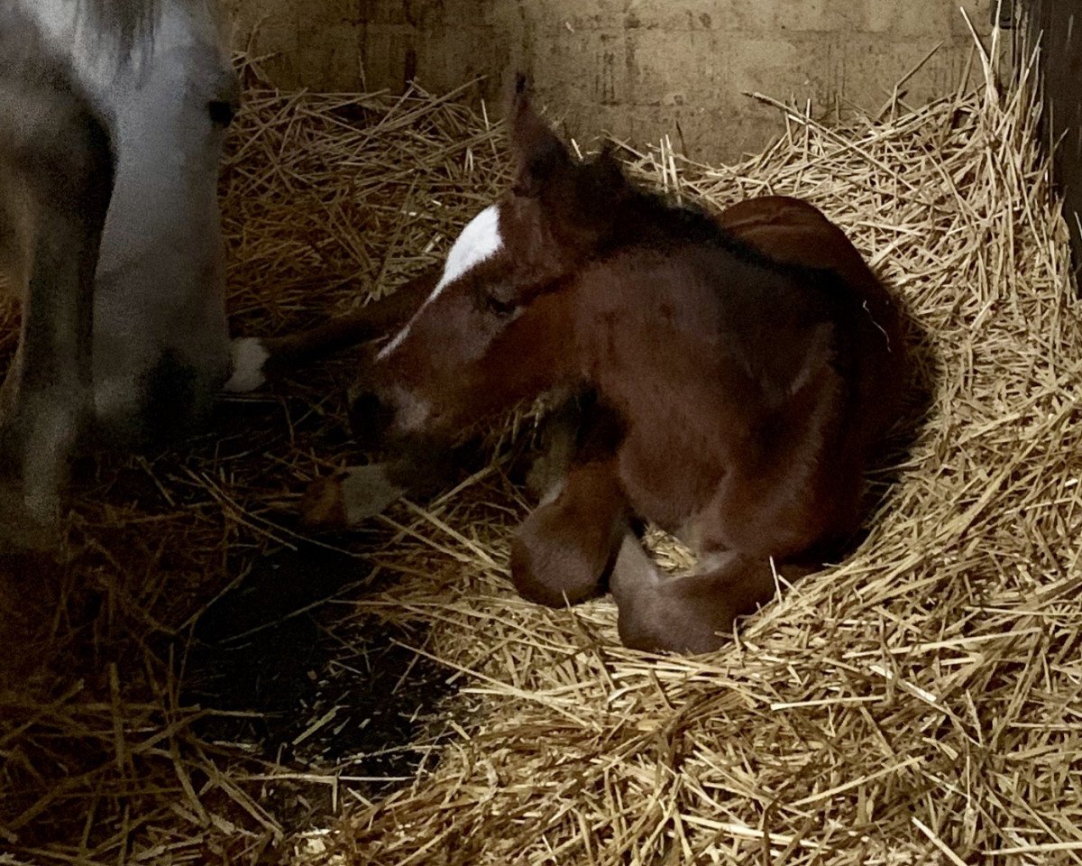 jumper Gut Oersdorfs Miley (Holsteiner, 2019, from Comme il Faut)