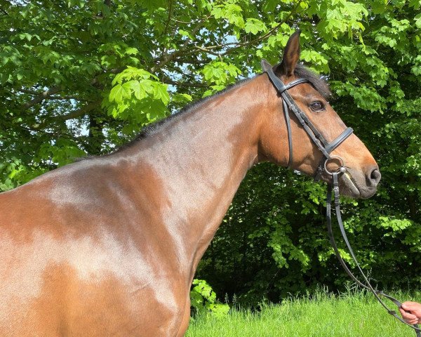 broodmare Asharia (Holsteiner, 2008, from Claudio)
