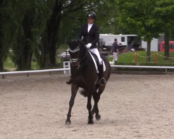 Reitturnier Hamm-Rhynern 2026