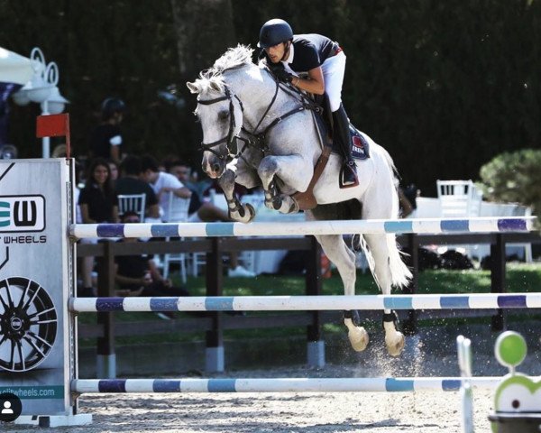 Springpferd Charming Mood du Charmoie (Belgium Sporthorse, 2008, von Winningmood van de Arenberg)