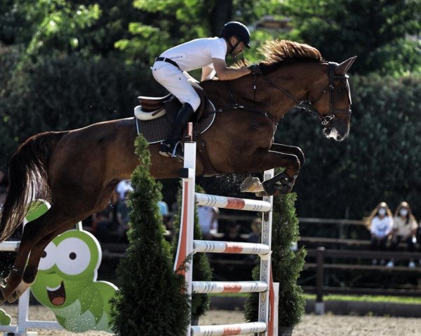 Springpferd Giruso H (KWPN (Niederländisches Warmblut), 2011, von Indoctro) Springpferd Giruso H (KWPN (Niederländisches Warmblut), 2011, von Indoctro)