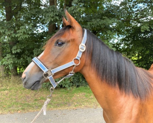broodmare Caramel Cookie (German Riding Pony, 2019, from Steendieks Dschingis Khan)