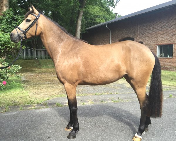 horse Polly Pocket (German Riding Pony, 2011, from FS Chambertin)