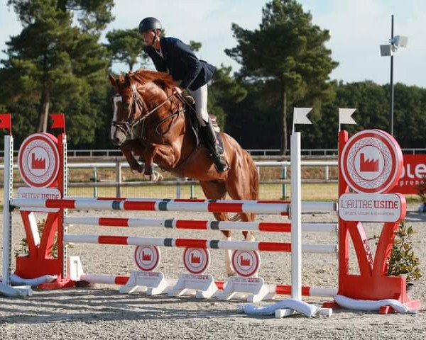 Pferd Balouchacco de Jarsay (Oldenburger Springpferd, 2016, von Balou du Rouet)