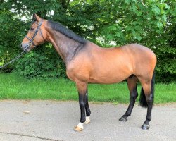 Springpferd Casarie (Holsteiner, 2009, von Casall Ask)