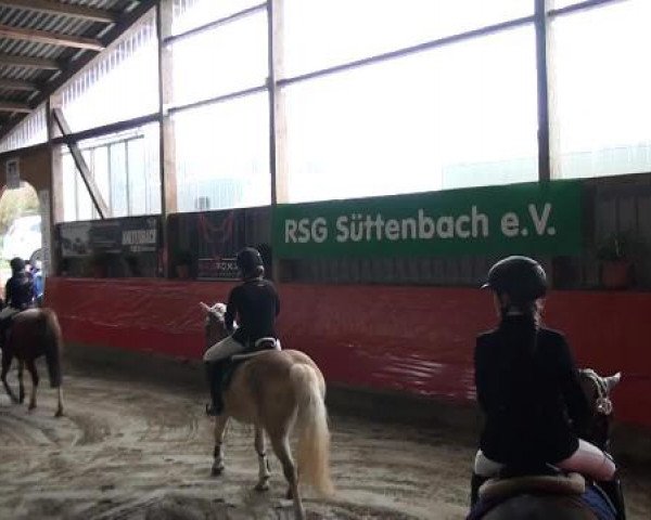 Hallenreitturnier Lindlar-Süttenbach 2015