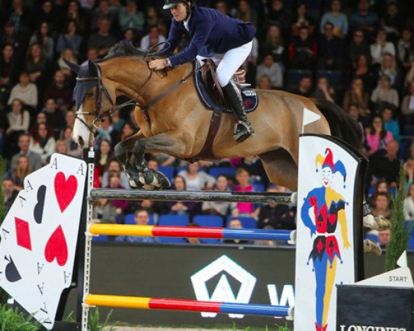 broodmare Anaya de Ste Hermelle (Belgium Sporthorse, 2006, from Andiamo)