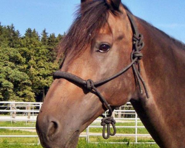horse Darius (Bavarian, 1994, from Daimler) horse Darius (Bavarian, 1994, from Daimler)