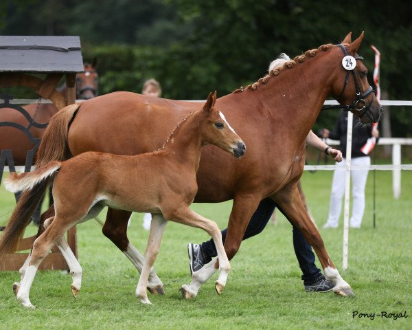 Pferd Weidners Desert Storm (Deutsches Reitpony, 2018, von Dating AT NRW)